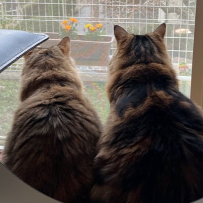 サイベリアンの猫2匹の日常をまったりマイペースに投稿していきます。 無言フォロー失礼します💦 ーーーーーーーーーーー10月18日生まれ 5歳♀の茶々 9月22日生まれ8歳♂の大和 猫ズの日常&成長記録