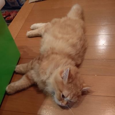 Noriyuki1128's profile picture. 静岡市生まれ富士宮市在住の介護福祉士。現在10年です。
好きな物 
ネコカピバラ 寿司 海老  唐揚げ ポテト じゃがりこ  ひげまんじゅう モンハン デュエマ 新幹線、電車、SL、機関車、感動の肉と米
                  K−mixの高橋正純さんのYoutubeチャンネル DJZCにハマってます。