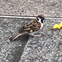 えいとんぼ (@eitohega93i) Twitter profile photo