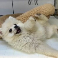 キツネ顔クリームポメのユキチャン♂ (@fgn5iu) 's Twitter Profile