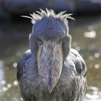 神戸どうぶつ王国 (@kobe_doubutsu) 's Twitter Profile Photo 神戸どうぶつ王国 (@kobe_doubutsu) 's Twitter Profile Photo