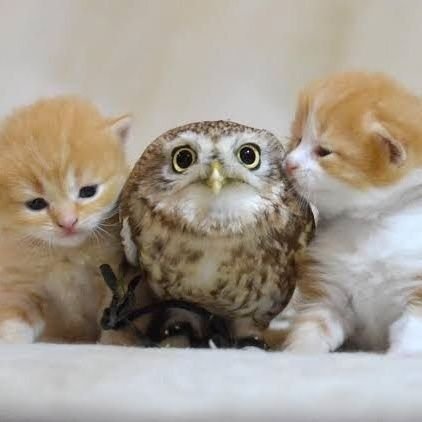 inodesuno's profile picture. マダミスと人狼ジャッジメントの人です！