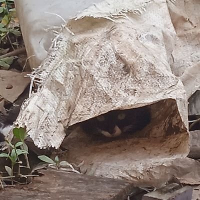 Aliakbar8516802's profile picture. 