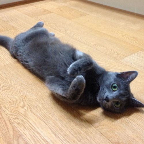 jins1918's profile picture. 고양이를 좋아하고, 일본문화에 관심이 많은 웹디자이너 입니다. ^^