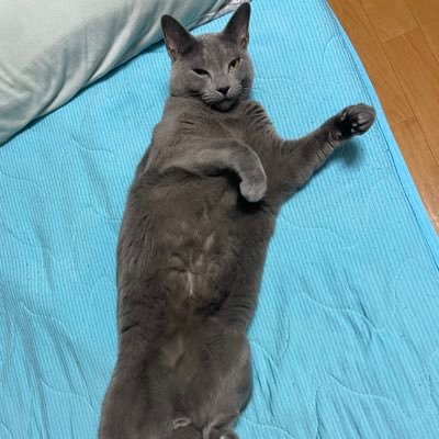 Tokagehebi1234's profile picture. ネコ、釣り、キャンプ、ゲーム(warframe)など色々好きです！宜しくお願いしまーーす！笑