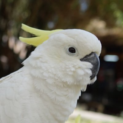 @LittleBirbMame
