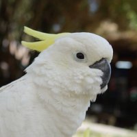 。 Mame 。A Birb from Babylonia (@littlebirbmame) 's Twitter Profile Photo 。 Mame 。A Birb from Babylonia (@littlebirbmame) 's Twitter Profile Photo