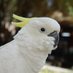 。 Mame 。A Birb from Babylonia (@littlebirbmame) Twitter profile photo 。 Mame 。A Birb from Babylonia (@littlebirbmame) Twitter profile photo
