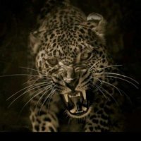 Özbay.... (@ozkan_baycol) 's Twitter Profile Photo Özbay.... (@ozkan_baycol) 's Twitter Profile Photo