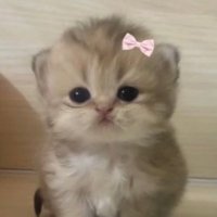 eLotex (@elotex_r6) 's Twitter Profile Photo eLotex (@elotex_r6) 's Twitter Profile Photo