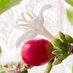 珈琲玉 (@caffeinesphere) Twitter profile photo 珈琲玉 (@caffeinesphere) Twitter profile photo