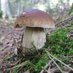 Mushroom foraging in Bulgaria (@mushroomsofbg) Twitter profile photo Mushroom foraging in Bulgaria (@mushroomsofbg) Twitter profile photo