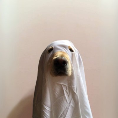 just a cat /ᐠ • ˕ •マ 🆗 ? ok news episodes daily 💯🆗 tg: https://t.co/TrcFa8OLnF 🌐 tiktok: https://t.co/MNKYL3aStE