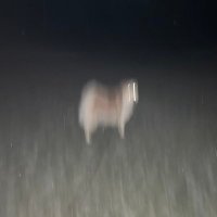 bucksvizzy 🍉 (@bucksvizzy) 's Twitter Profile Photo