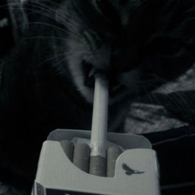 Nay43300925's profile picture. 🧚