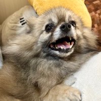 ポメラニアンのチャーちゃん🐶 (@sayamama160) 's Twitter Profile Photo ポメラニアンのチャーちゃん🐶 (@sayamama160) 's Twitter Profile Photo