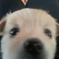 우유생크림빵 (@ppanghauuum) 's Twitter Profile Photo 우유생크림빵 (@ppanghauuum) 's Twitter Profile Photo