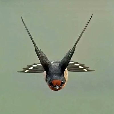 BattosaiHi42738's profile picture. 