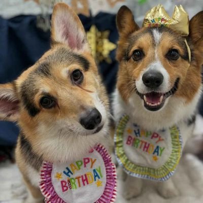 corrgi1230's profile picture. 12/30生まれ8歳のコーギーれお♂と12/7生まれの3歳のらい♂
 同じ動物飼いの方フォロバします。無言歓迎。コミュ障につきリプ少なめすみません。