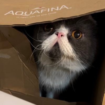 tinkikishore's profile picture. #Web3 #Growth #Data Junkie 🚀
Head of Ecosystem @addressableid 🎯