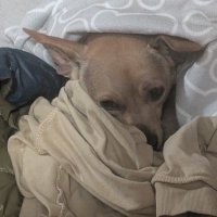 Richie Rich (@maymonez) 's Twitter Profile