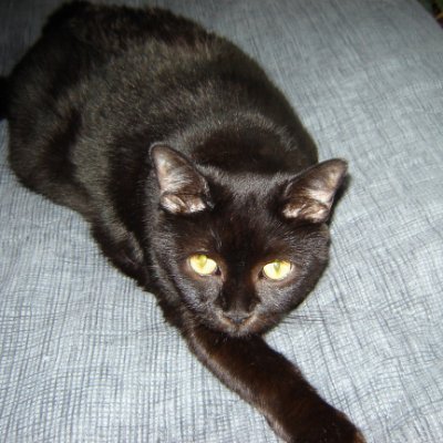 Sharks4U's profile picture. My name is Lynn.  My hubby 's handle was "Poseidon".  .  He passed away a few years ago.  I'm carrying on our love of pizza and sharks. Oh, and cats too. No D.M