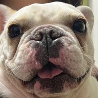 のぶひこ (@opp_null) 's Twitter Profile