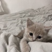 ニャン。 (@nya_lvlv) 's Twitter Profile