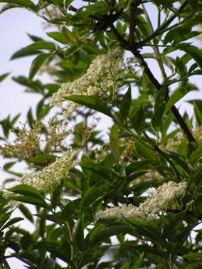 revansherb's profile picture. Medical Herbalist Banbury  FNIMH Consultations and Personal Prescriptions Herb Walks Hedgerow Herbs  Remedies Workshops
