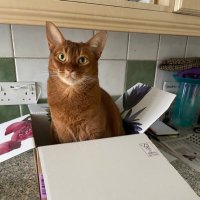 AtLast.the cats 🏴🐈⬛🐈🐈⬛ (@atlastablonde) 's Twitter Profile Photo AtLast.the cats 🏴🐈⬛🐈🐈⬛ (@atlastablonde) 's Twitter Profile Photo