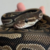 みんみん🐸 (@ballpython_34) 's Twitter Profile