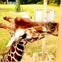 Yuko (@ribbonyuko) 's Twitter Profile Photo