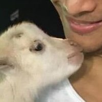 เป็นแพะแต่อยากเป็นแมว (@teamtong12123) 's Twitter Profile Photo