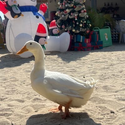 Yyaimaiii's profile picture. 