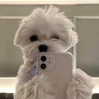 신드롬 (@lucy__syndrome) 's Twitter Profile Photo 신드롬 (@lucy__syndrome) 's Twitter Profile Photo