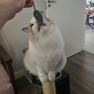 fabioebt's profile picture. 