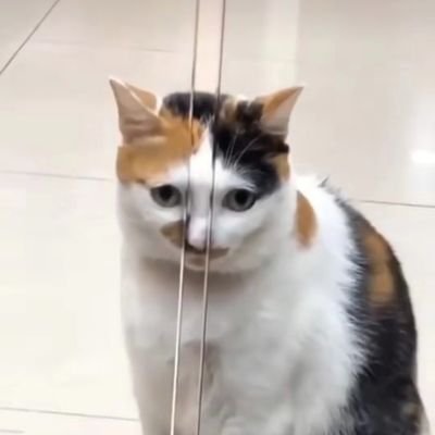 t_tiyanuch's profile picture. ほんっっっもちです 𓏲𑁘