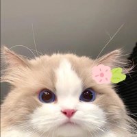 เป็นไอ้แม้ว (@nxnhhnxt) 's Twitter Profile