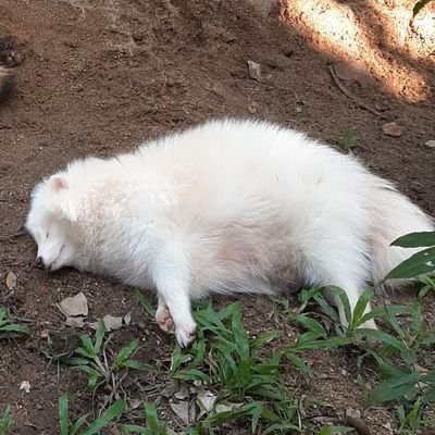 chiromaxo's profile picture. ♩✧♪●♩○♬☆