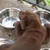 The Dog Hub (@the_dog_hub) Twitter profile photo