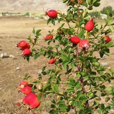 sefa21617296's profile picture. crypto TARİHÇİ