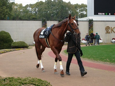 社台で一口出資して競馬を楽しんでいます。宜しく御願いします。写真は今では懐かしい２０１０年１月京都・大津特別パドックでのセブンサミッツ。