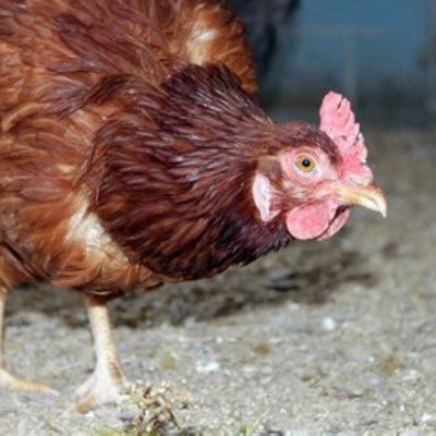 Seeking to reduce our dependence on #BigAg and #BigPharma. Just a lowly backyard farmer with big dreams. #OmnivoreChicken #BSFL #BSF