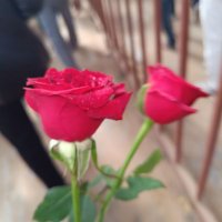 Devuu (@devuu254) 's Twitter Profile