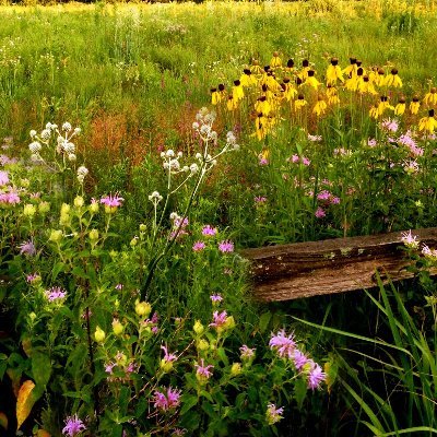 butterflygardn7's profile picture. beginner gardener