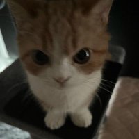 anner🐈⬛ (@anneristamende) 's Twitter Profile
