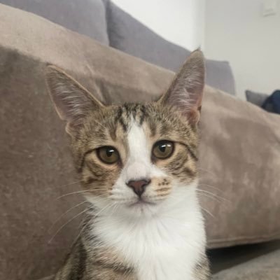 pincofficiel's profile picture. Prononciation pine-ssssss car je suis albanais (gilangji certified)