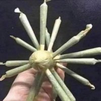 Morganics Soil (@bakedbluejays) 's Twitter Profile