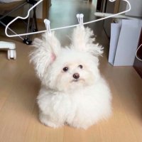 ㄹㅇㅌ & ㄴㅂㄹㄷ มนุษย์พิมพ์ผิด (@nookooseyo) 's Twitter Profile Photo ㄹㅇㅌ & ㄴㅂㄹㄷ มนุษย์พิมพ์ผิด (@nookooseyo) 's Twitter Profile Photo