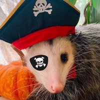 Pirate Possum (@bstondentious) 's Twitter Profile Photo Pirate Possum (@bstondentious) 's Twitter Profile Photo